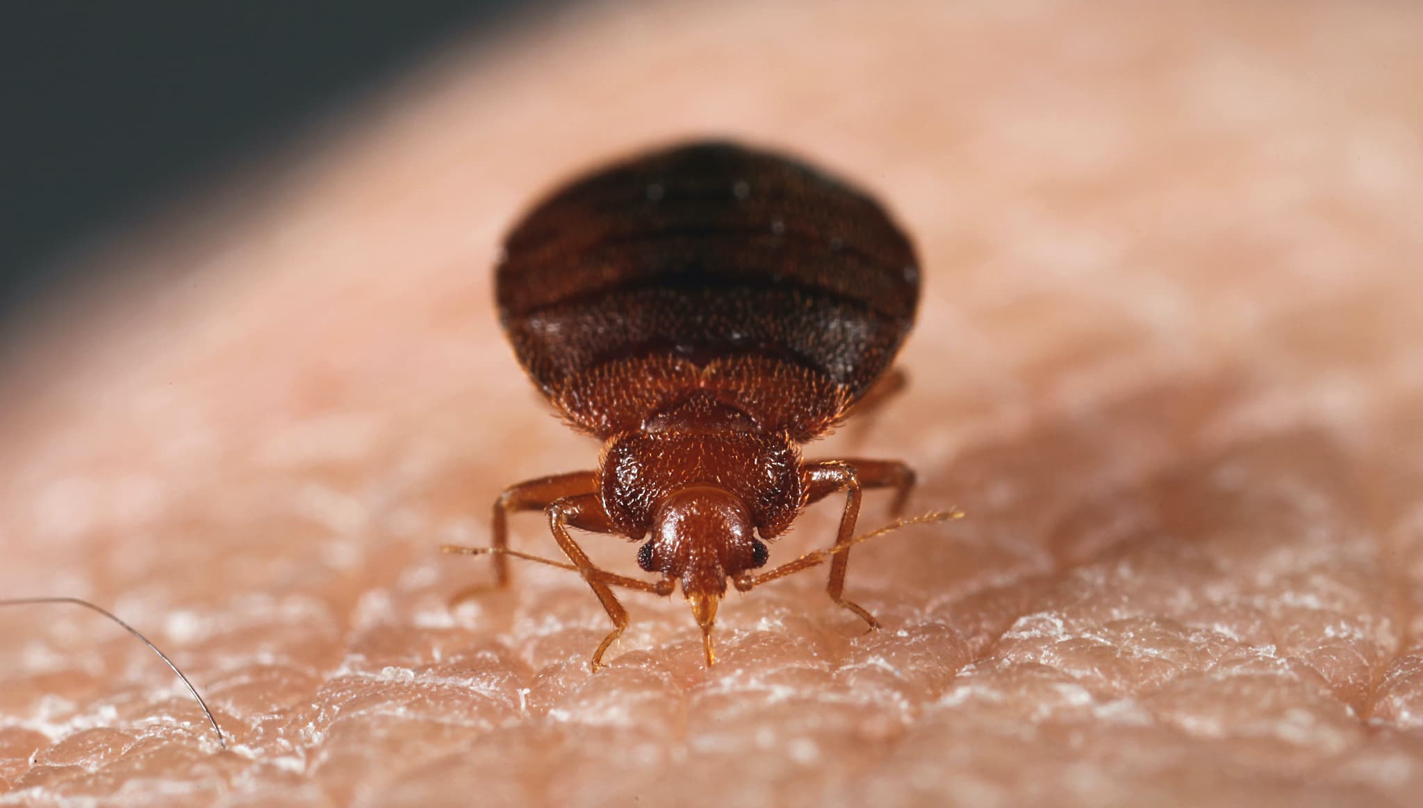 What Affects Bed Bug Exterminator Cost and Pricing