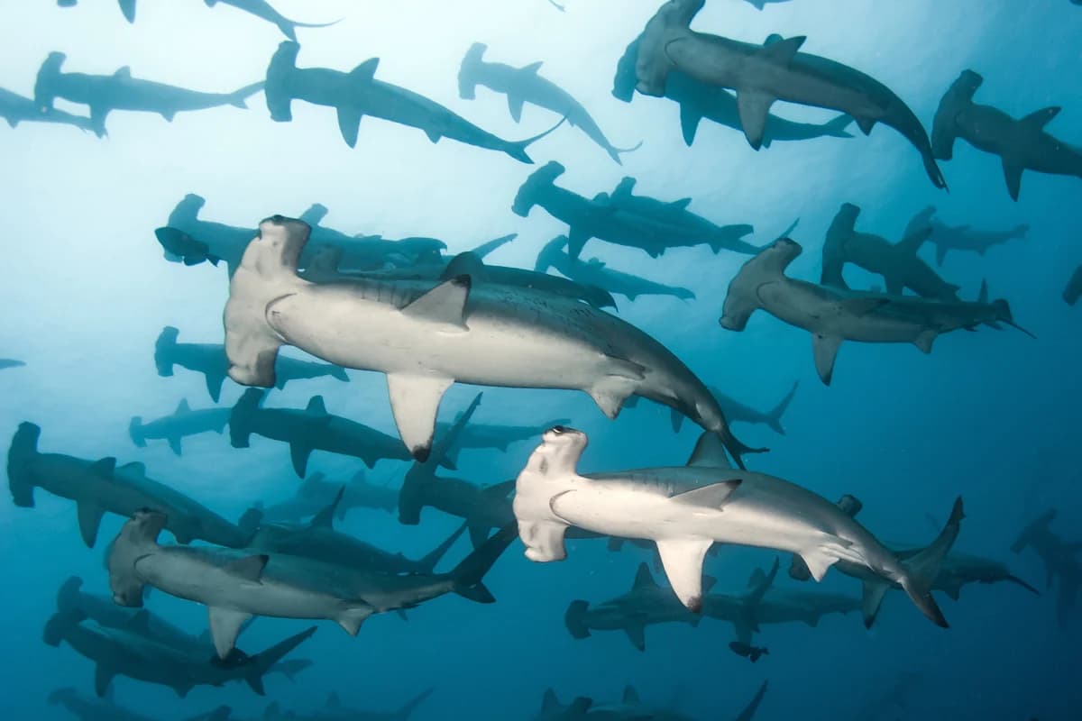 Why Socorro Diving Is a Bucket-List Experience