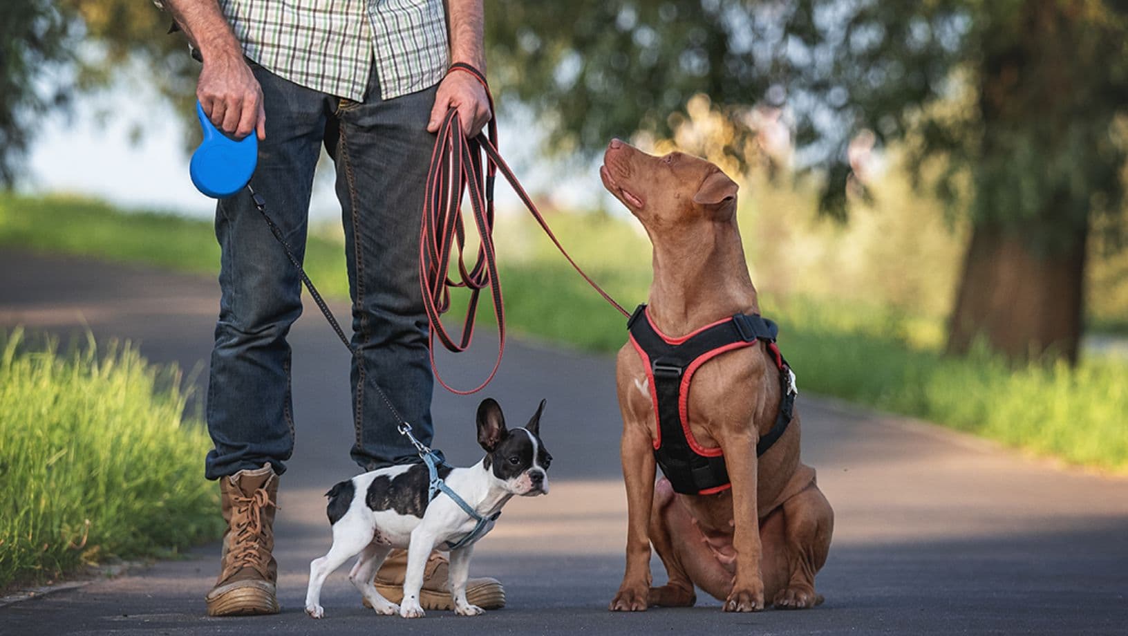 10 Best Dog Harness Supplier Worldwide OKEYPETS focuses on high quality