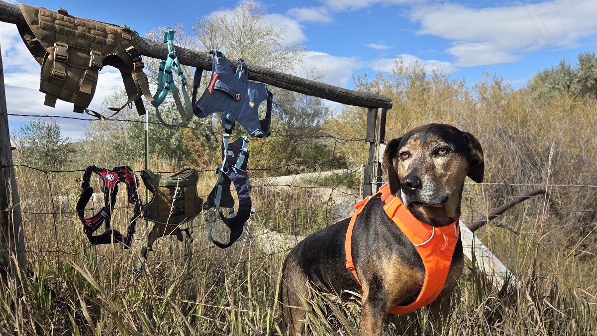 Private Label Dog Harness Supplier with Low MOQ