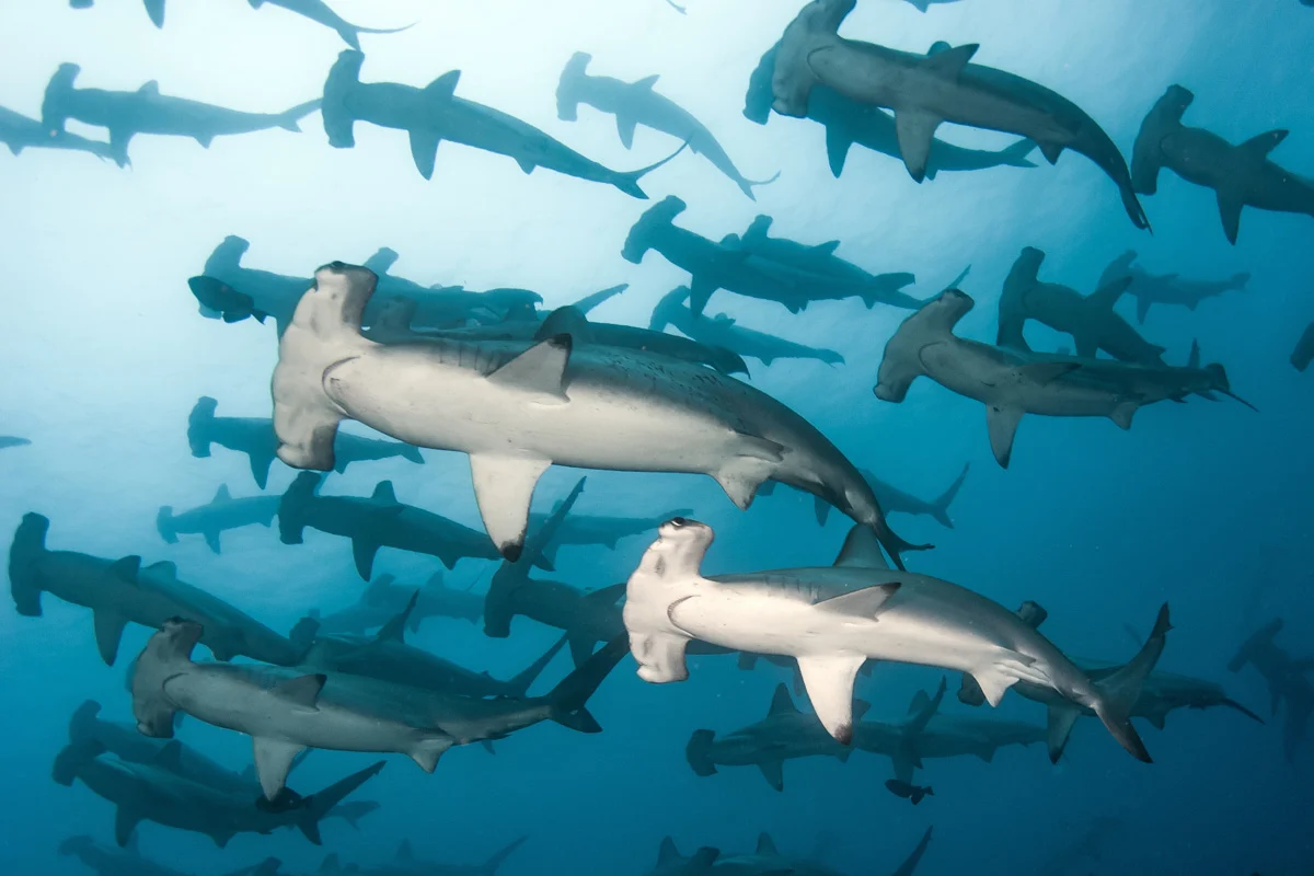 Why Socorro Diving Is a Bucket-List Experience